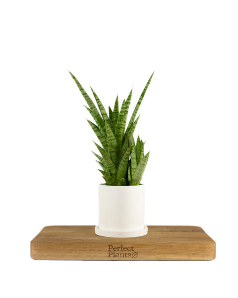 tough lady snake plant Snake Plant | Tough Lady