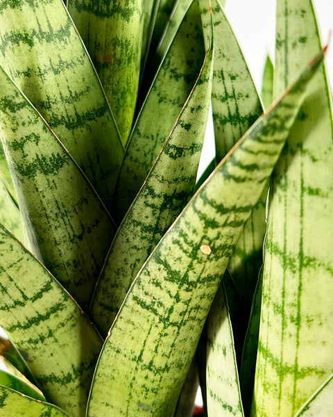 Snake Plant | Tough Lady