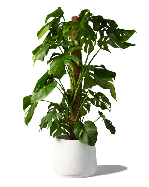 swiss cheese plant with moss pole Swiss Cheese Plant with Moss Pole
