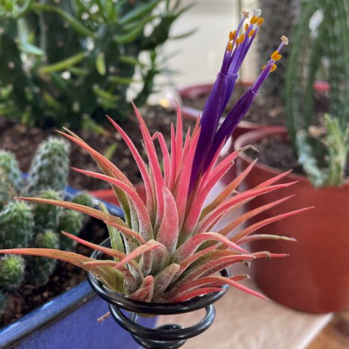 air plants amazon uk Air Plant | Tillsandia