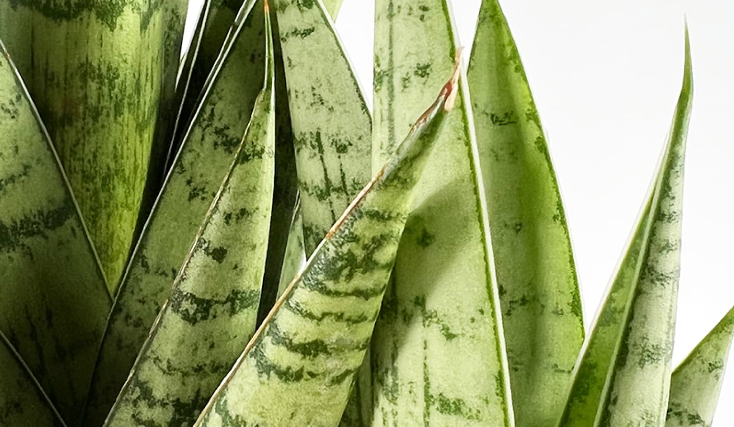 Plant Bio Facts background image