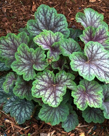 Perfect Plants Heuchera Green Spice Perennial Plant in 17cm Pot – Fabulous Foliage with Green and Silver Shades, Hardy Perennial for Garden Borders