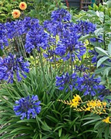 Perfect Plants Agapanthus Big Blue Plant in 17cm Pot – Garden-Ready Perennial, Stunning Blue African Lily, Hardy for Garden Borders and Containers