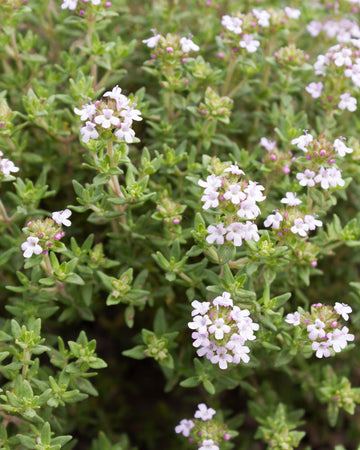 Thyme Plant in a 13cm Pot Garden Ready