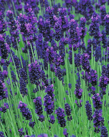 Lavender Hidcote Plant in a 13cm pot Outdoor Garden Ready