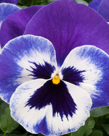 Pansy Plants Marina - 6 Pack Bedding Plant