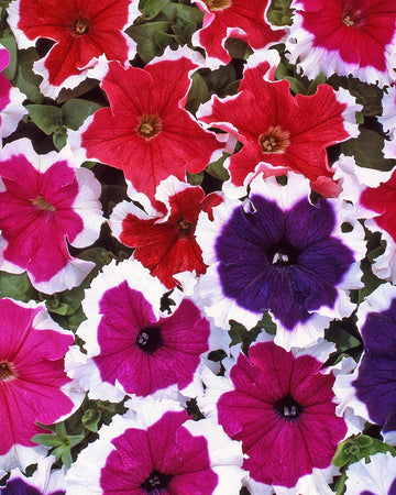 Petunia Ice Mix (Picotee) Bedding Plants - 6 Pack Garden Ready Plants