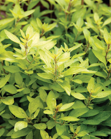 Gold Oregano plant in 11cm pot Garden Ready Herb Plant