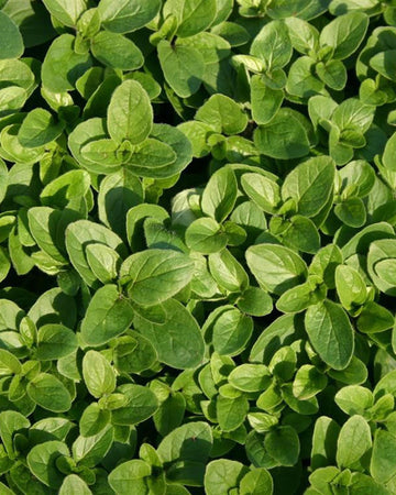 Marjoram Plant in a 11cm pot Garden Ready Herb Plant