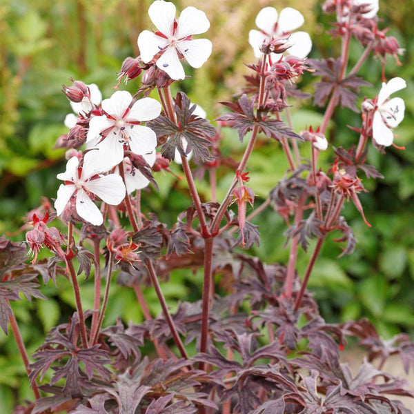Hardy Geranium ‘Midnight Ghost’ Perennial Plant – 17cm Pot – Long-Flow ...