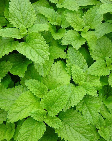 Lemon Balm Plant in a 13cm Pot. Garden Ready Herb Plant