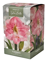 Amaryllis Flamingo - Amaryllis Bulb Gift with Pot