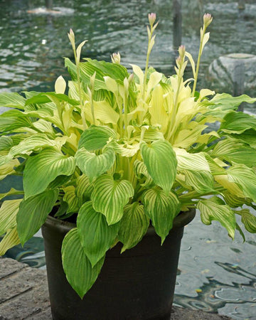 Hosta 'White Feather' – Rare Hardy Perennial in a 17cm Pot – Stunning White Foliage