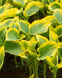 Hosta 'Liberty' – Award-Winning Perennial in a 17cm Pot – Striking Gold-Edged Foliage