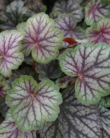 Perfect Plants Heuchera Green Spice Perennial Plant in 17cm Pot – Fabulous Foliage with Green and Silver Shades, Hardy Perennial for Garden Borders