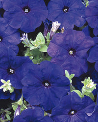 Petunia Blue Bedding Plants - 6 Pack Garden Ready Plants