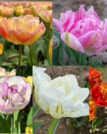 Double Tulip 40 Bulb Gift Set – 5 Stunning Spring Varieties Size 11/12 (Creme Upstar, Peach Blossom, Shirley Double, Sun Lover, White Valley), Vibrant, Colorful Blooms for Garden
