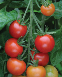 Tomato Plants Gardeners Delight in 3 x 9cm pots - Garden Ready to Plant