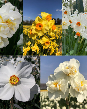 Fragrant Daffodil 50 Bulb Gift Box Collection – 5 Premium Varieties Size 12/14 (Cheerfulness White, Geranium, Golden Dawn, Actaea & Sir Winston Churchill) –  Garden-Ready Spring Bulbs