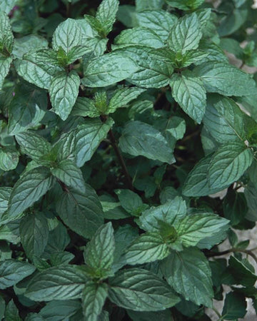 Black Pepper Mint Plant in a 11cm pot Garden Ready Herb Plant