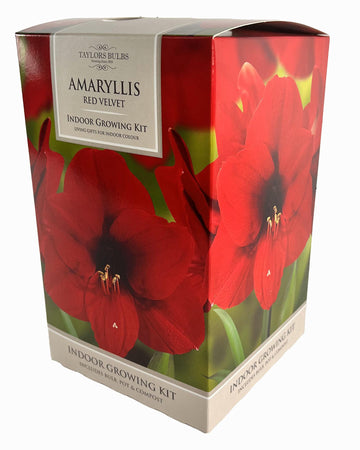Amaryllis Red Velvet - Amaryllis Bulb Gift with Pot