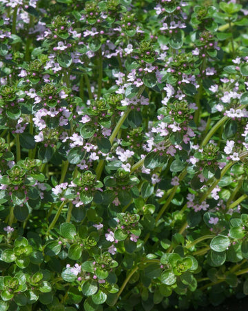 Lemon Thyme Plant in a 13cm Pot Garden Ready