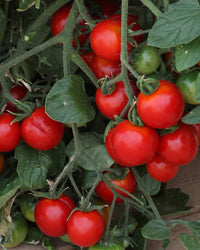 Tomato Plants Tumbling Tom in 3 x  9cm Pots - Garden Ready to Plant