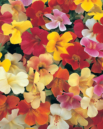 Mimulus Plants Mixed Colours - 6 Pack Bedding Plants