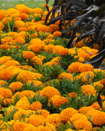 African Marigold Plants Orange - 6 Pack Bedding Plants