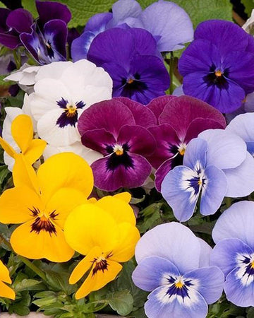 Viola Bedding Plants Mixed Colours - 6 Pack Garden Ready Plants