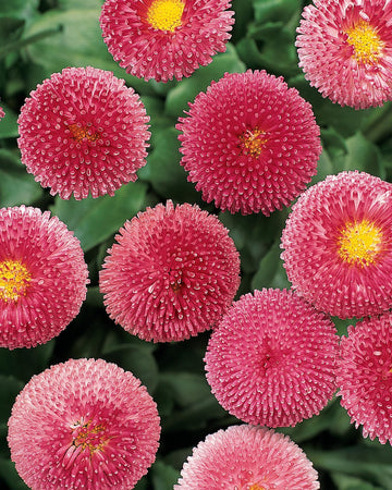 Bellis Plants Rose - 6 Plants Each Delivered in a 10.5cm Plant Pot - Pom Pom Flowers