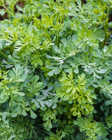 Rue Herb Plant in a 13cm Pot