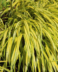 Hakonechloa Grass Plant - Macra Aureola in a 17cm Pot - Japanese Forest Grass