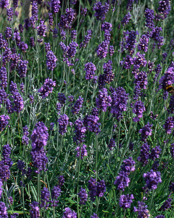 Lavender Munstead Plant in a 13cm pot Outdoor Garden Ready