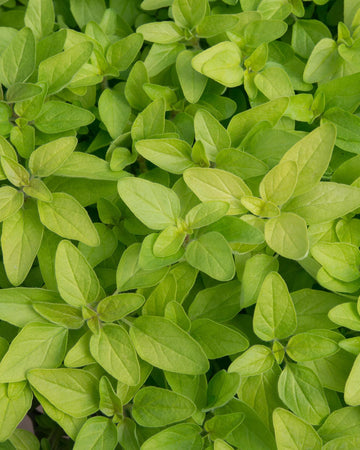 Gold Oregano plant in 11cm pot Garden Ready Herb Plant