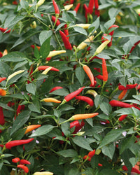 Chilli Plant Basket of Fire in 3 x 9cm Pots