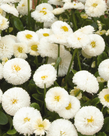 Bellis Plants White - 6 Plants Each Delivered in a 10.5cm Plant Pot - Pom Pom Flowers