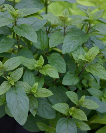 Chocolate Mint Plant in a 13cm pot Garden Ready Herb Plant