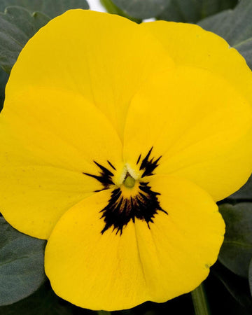 Viola Bedding Plants Yellow Blotch - 6 Pack Garden Ready Plants