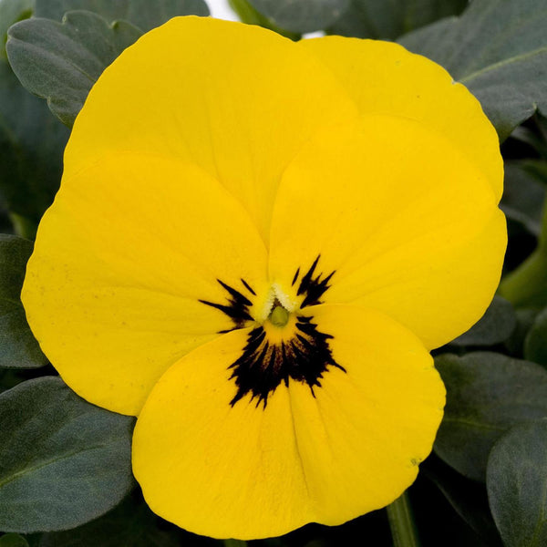 Viola Bedding Plants Yellow Blotch 6 Pack Garden Ready Plants