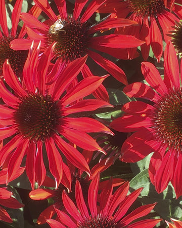 Echinacea Plants purpurea Lakota Red plant in 17cm pot.  Coneflower