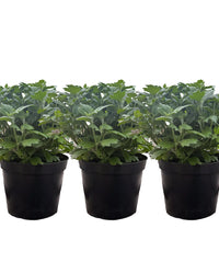 Chrysanthemum Plants - Stunning Mixed Flowers - Outdoor Garden Ready in 17cm Pots - Perennial All Year Round - Garden Mums