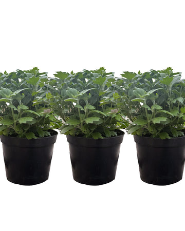 Chrysanthemum Plants - Stunning Mixed Flowers - Outdoor Garden Ready in 17cm Pots - Perennial All Year Round - Garden Mums