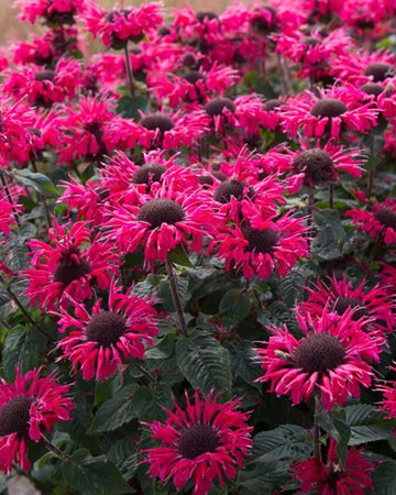Perfect Plants Monarda Bee Happy Perennial in 17cm Pot – Bergamot, Vibrant Red Flowers, Pollinator-Friendly for Garden Borders