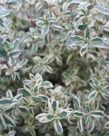 Thyme Plant Silver Leaved in a 13cm pot