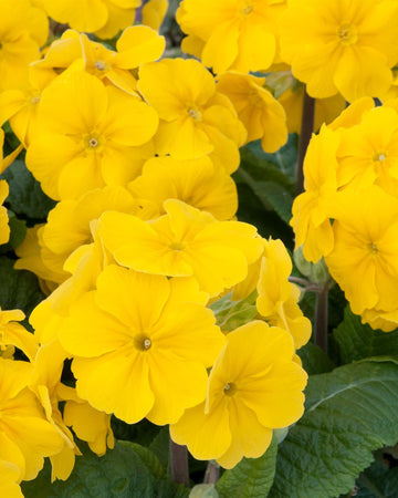 Polyanthus Plants Yellow - 6 Plants Each Delivered in a 10.5cm Plant Pot - Vibrant flowers with Delicate Blooms