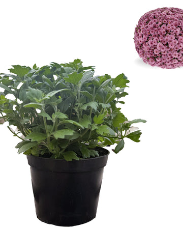 Chrysanthemum Plants - Stunning Pink Flowers - Outdoor Garden Ready in 17cm Pots - Perennial All Year Round - Garden Mums
