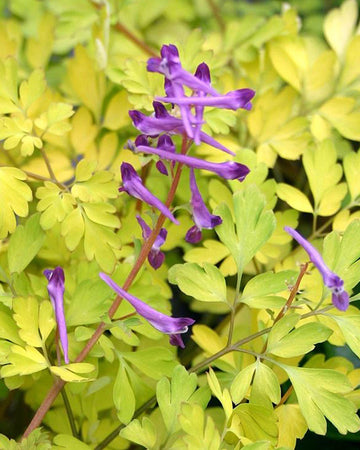Perfect Plants Corydalis Berry Exciting Perennial in 17cm Pot – Shade-Loving Plant with Vibrant Purple Flowers