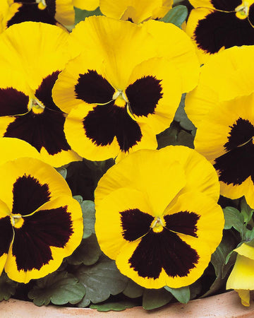 Pansy Plants Yellow Blotch - 6 Pack Bedding Plant