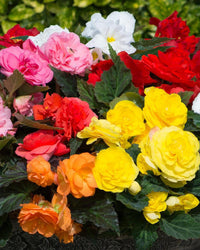 Begonia Plants Nonstop Mixed Colours - 6 Pack Bedding Plants